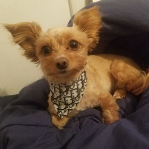 Fashionable Dog Collar